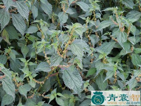 中药材水麻秧图片