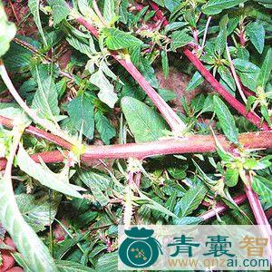 中药材汉先挑草图片
