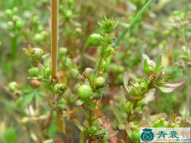 中药材汉先桃草图片