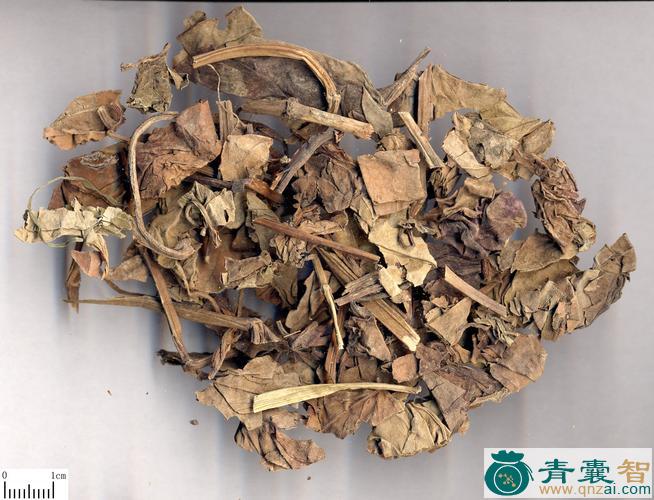 中药材汉荭鱼腥草图片