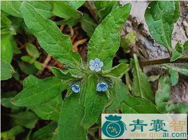 中药材汗斑草图片