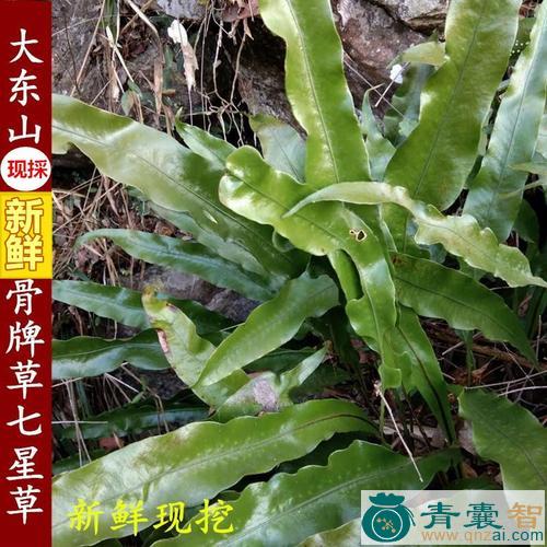 江维草的性味归经以及功效用法-青囊智