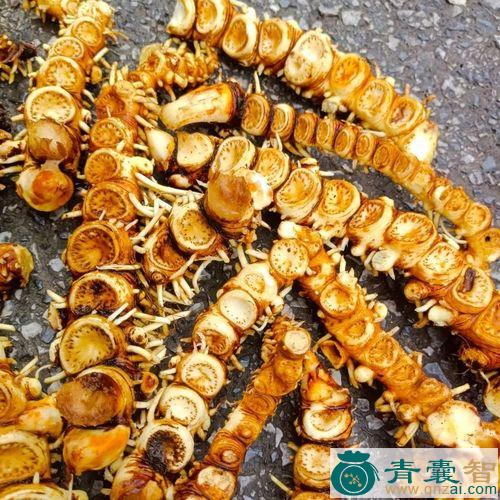 江边一碗水的性味归经以及功效用法和注意事项-青囊智