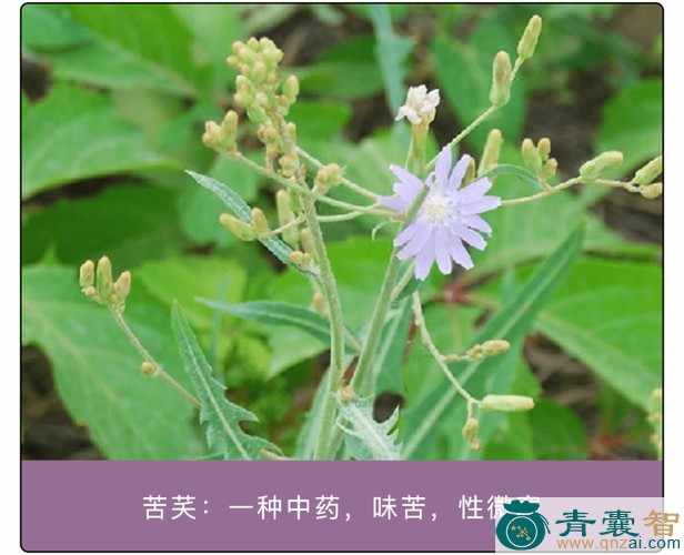 中药材沉夭儿图片