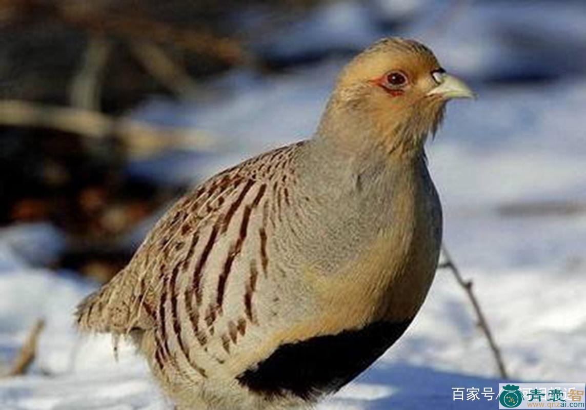 中药材沙半鸡图片