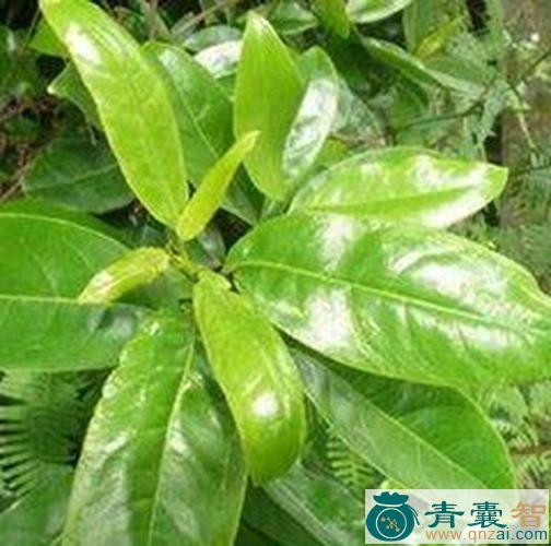 中药材沙塘木图片