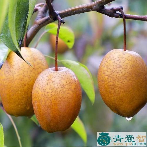中药材沙梨果树木瓜图片