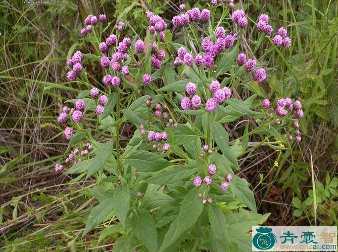 中药材沙生风毛菊图片