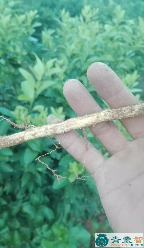 沙糖根的性味归经以及功效用法-青囊智