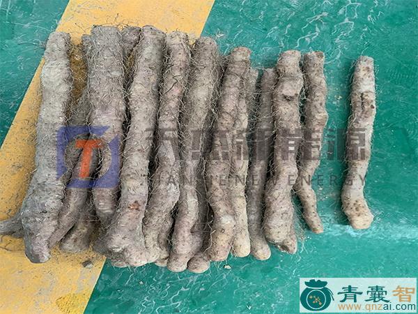 中药材沙翅片图片