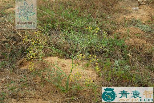 中药材沙茴香图片