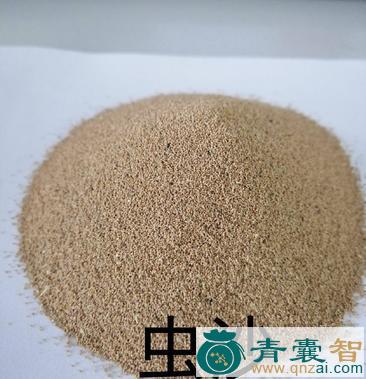中药材沙虫图片