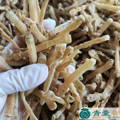 中药材沙虫药图片