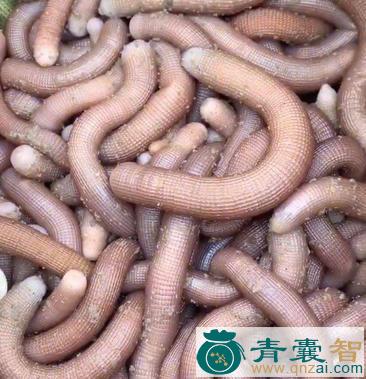 沙虱的性状性味归经以及功效用法-青囊智