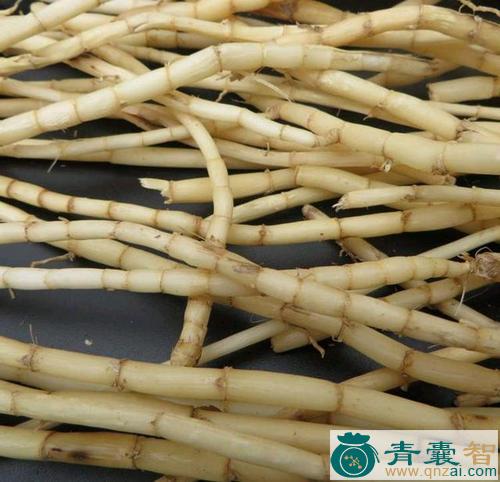中药材河白草根图片