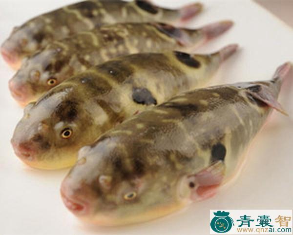 河豚目的性味归经以及功效用法和注意事项-青囊智