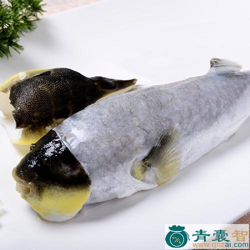 河鲀的-青囊智