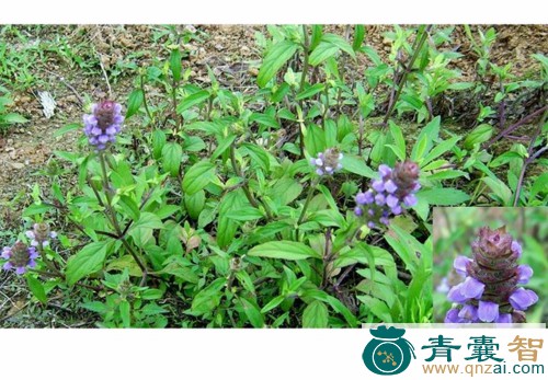 中药材沸水菊图片