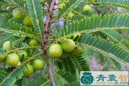 中药材油柑草图片