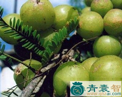 中药材油柑虫节图片
