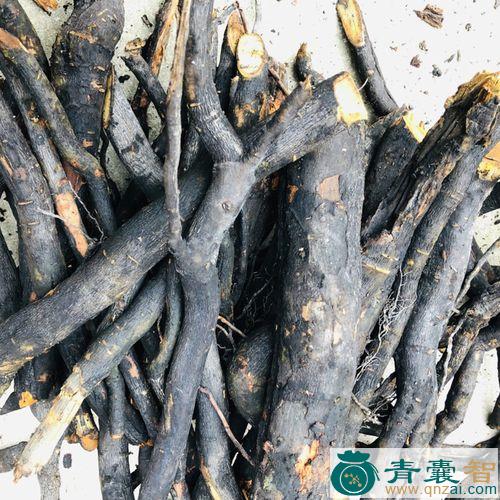 中药材油柿根图片