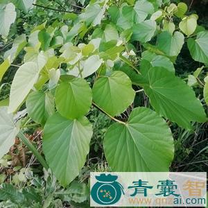 中药材油桐叶图片