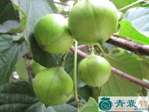 中药材油桐子图片
