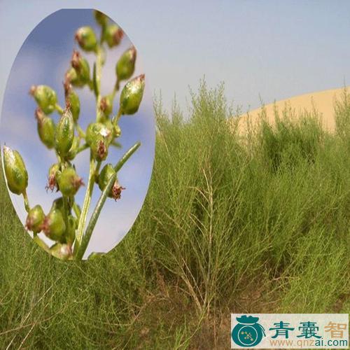 中药材油砂蒿图片
