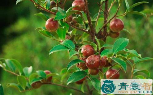 中药材油茶图片