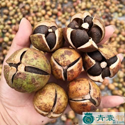 中药材油茶子图片