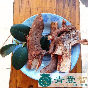 中药材油茶根皮图片