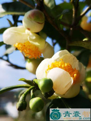中药材油茶花图片