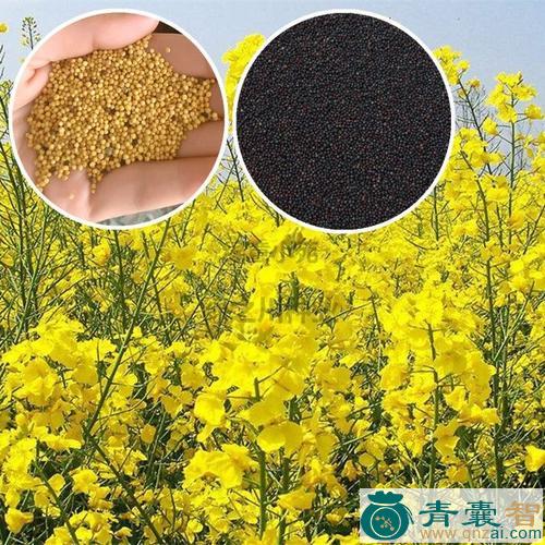 油菜子的性状性味归经以及功效用法和注意事项-青囊智
