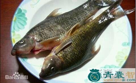 中药材油鱼图片