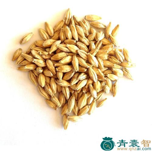 中药材油麦图片