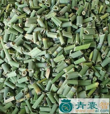 中药材沼泽木贼图片