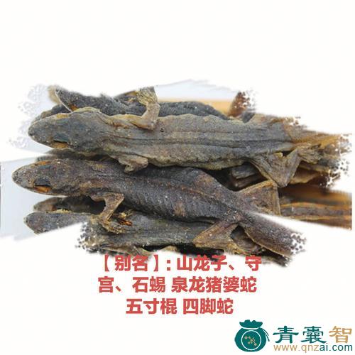 中药材泉龙图片