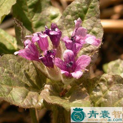 中药材泡囊草根图片