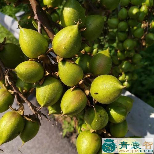 泡桐果的性状性味归经以及功效用法-青囊智