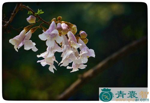 中药材泡桐花图片
