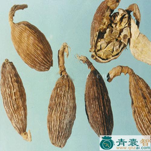 中药材波瓜公图片