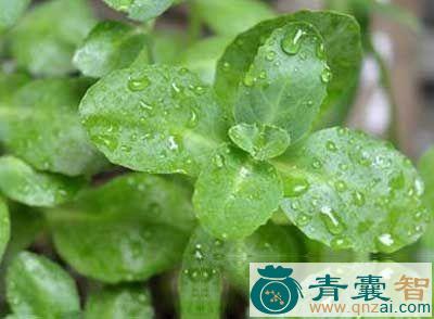 中药材波缘假瘤蕨图片