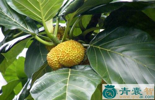 中药材波罗蜜叶图片
