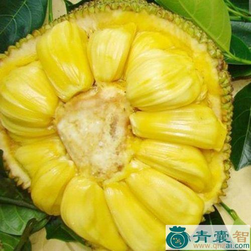 中药材波罗蜜树液图片