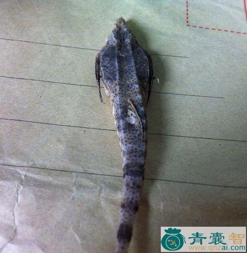波罗鱼的性味归经以及功效用法-青囊智