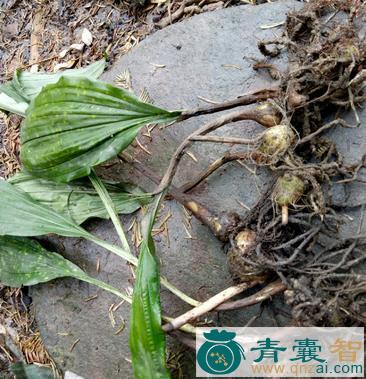 中药材泥冰子图片