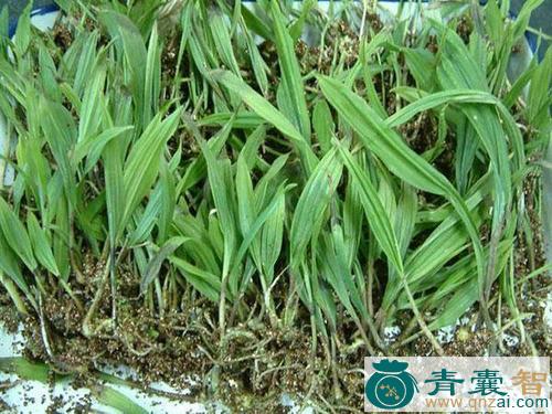 泥宾子的性状性味归经以及功效用法-青囊智
