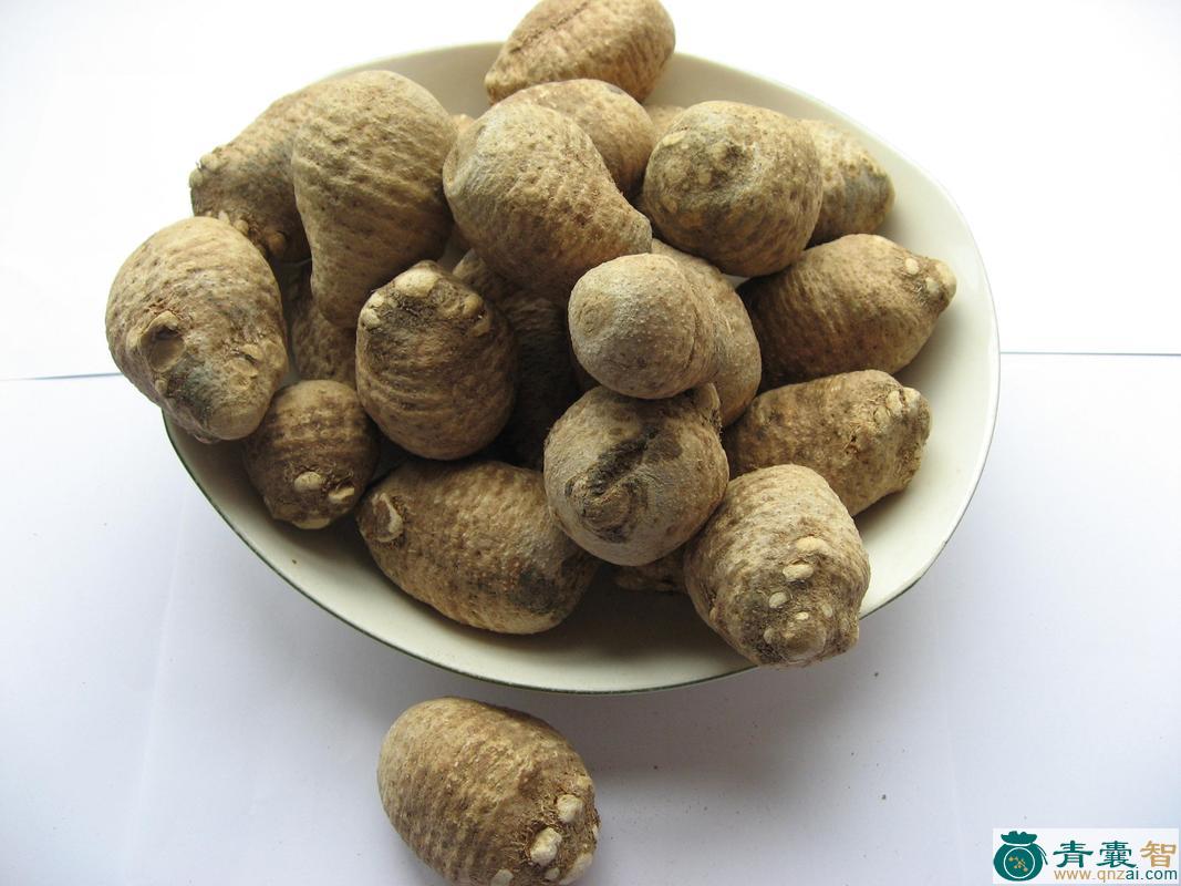 中药材泻痢草图片