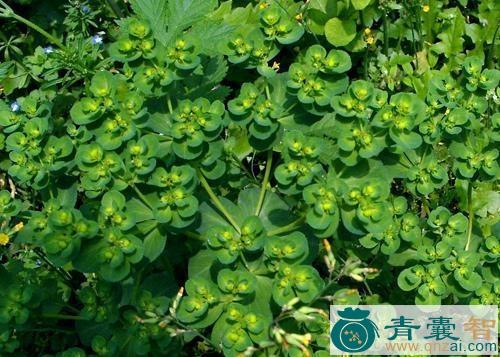 中药材泽漆麻图片