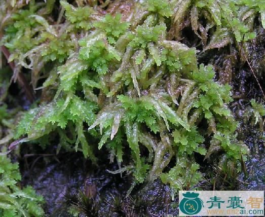 中药材泽藓图片